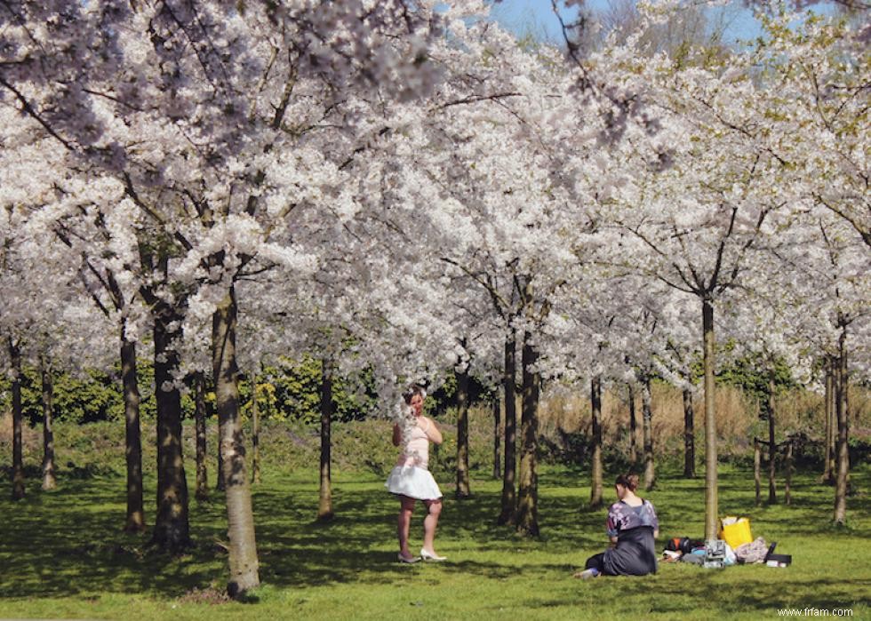 Les meilleurs endroits au monde pour voir les fleurs de cerisier 