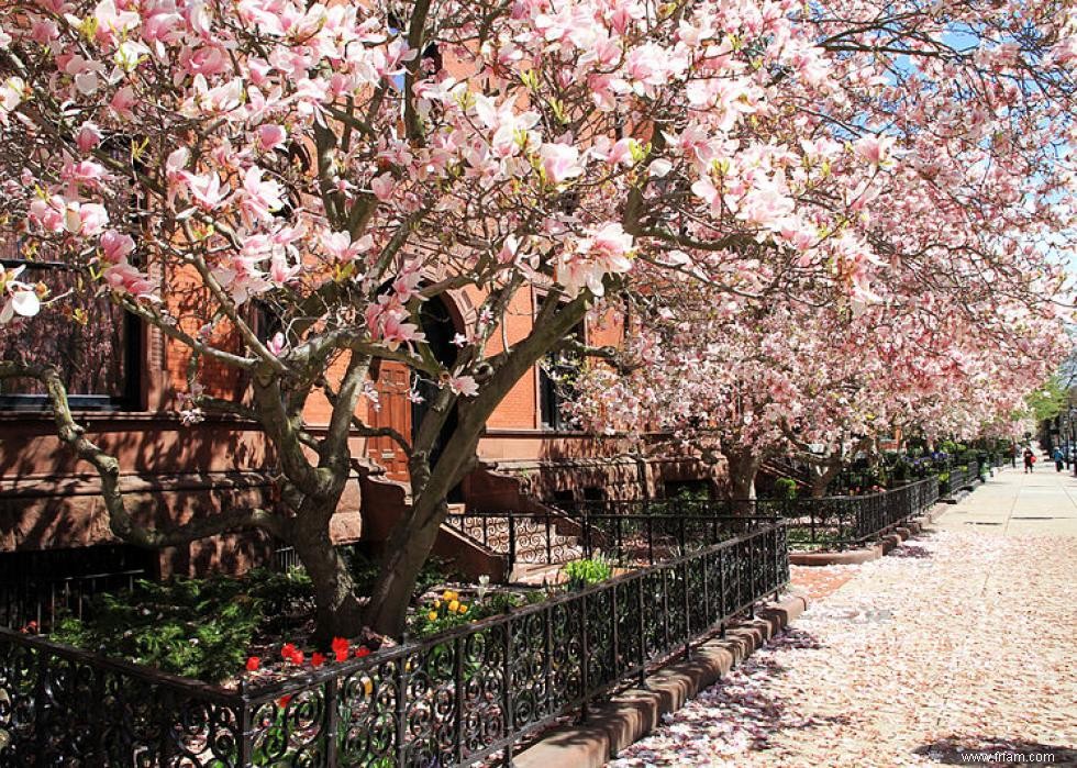 Les meilleurs endroits au monde pour voir les fleurs de cerisier 