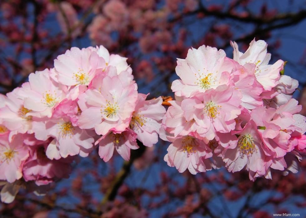 Les meilleurs endroits au monde pour voir les fleurs de cerisier 