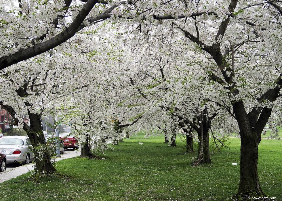 Les meilleurs endroits au monde pour voir les fleurs de cerisier 