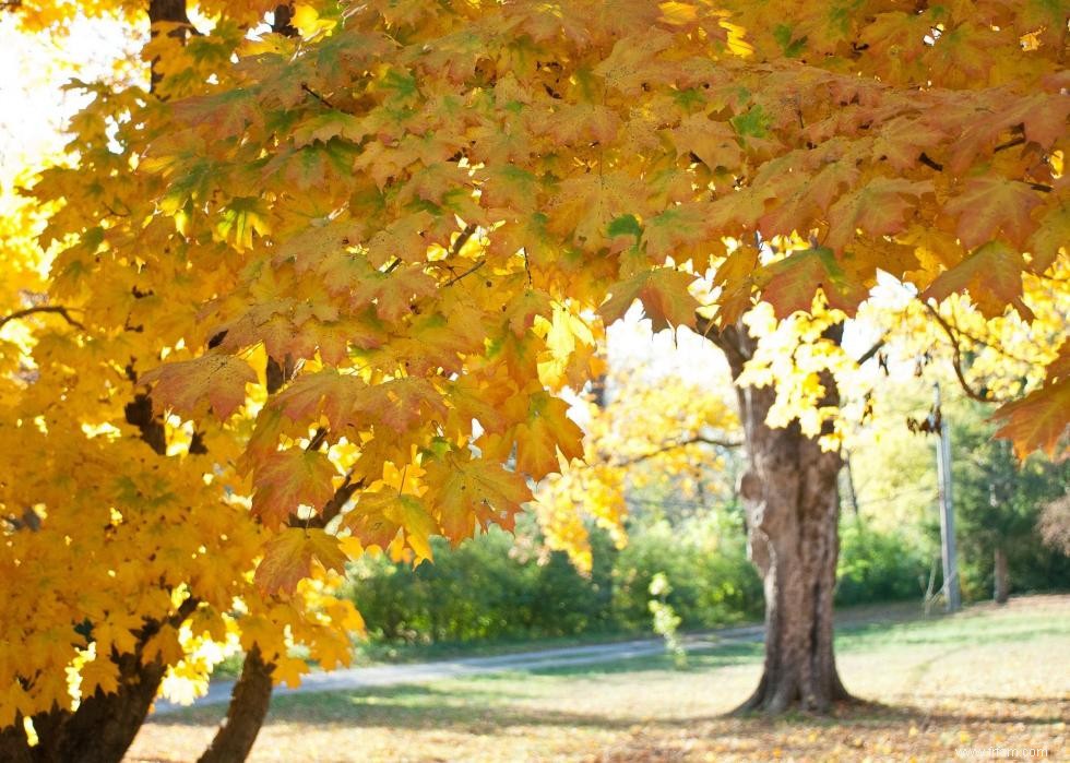 Les meilleures petites villes pour admirer le feuillage d automne 