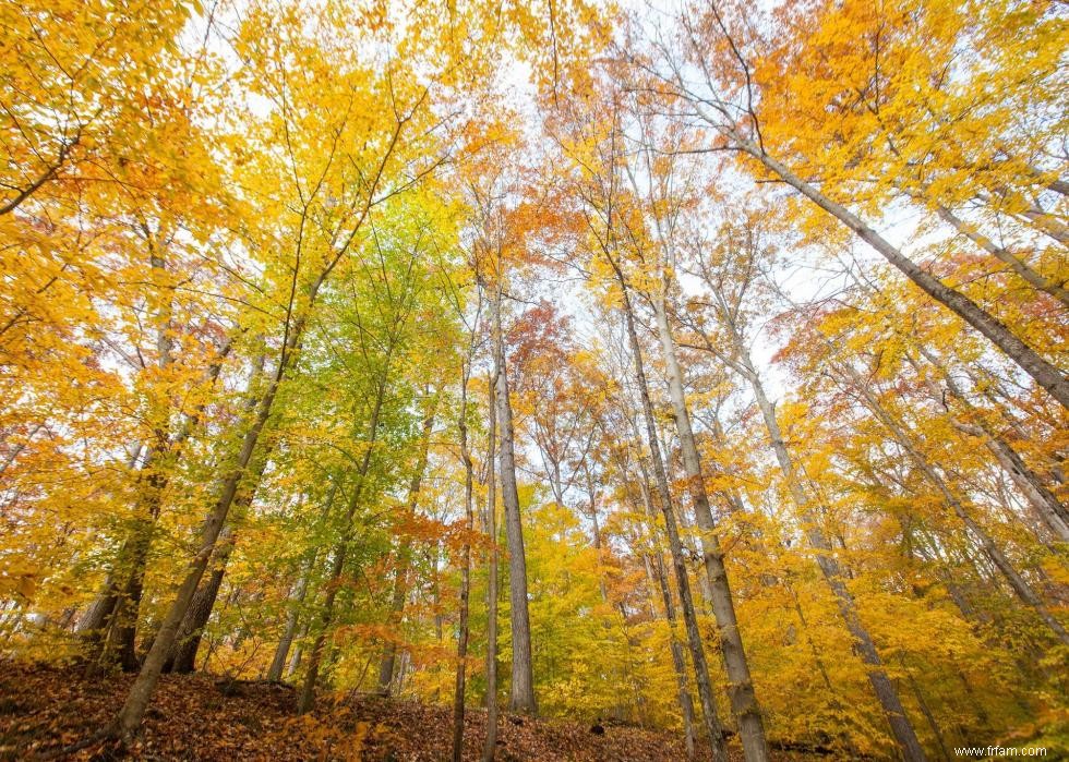 Les meilleures petites villes pour admirer le feuillage d automne 