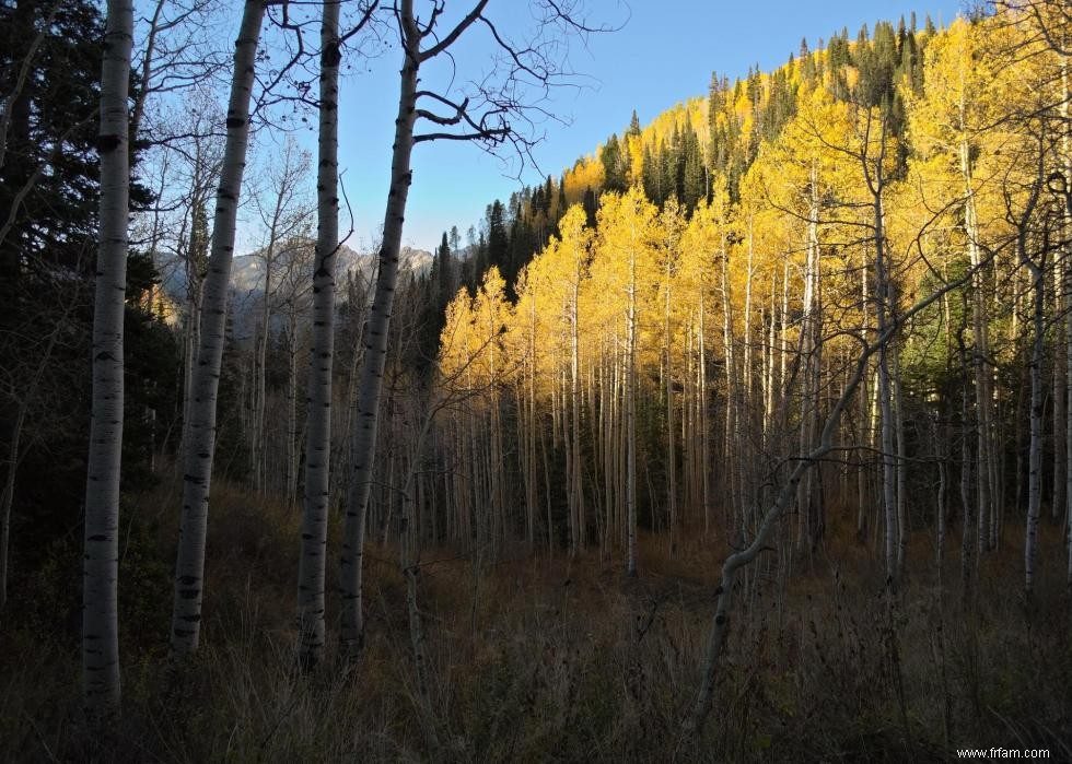 Les meilleures petites villes pour admirer le feuillage d automne 