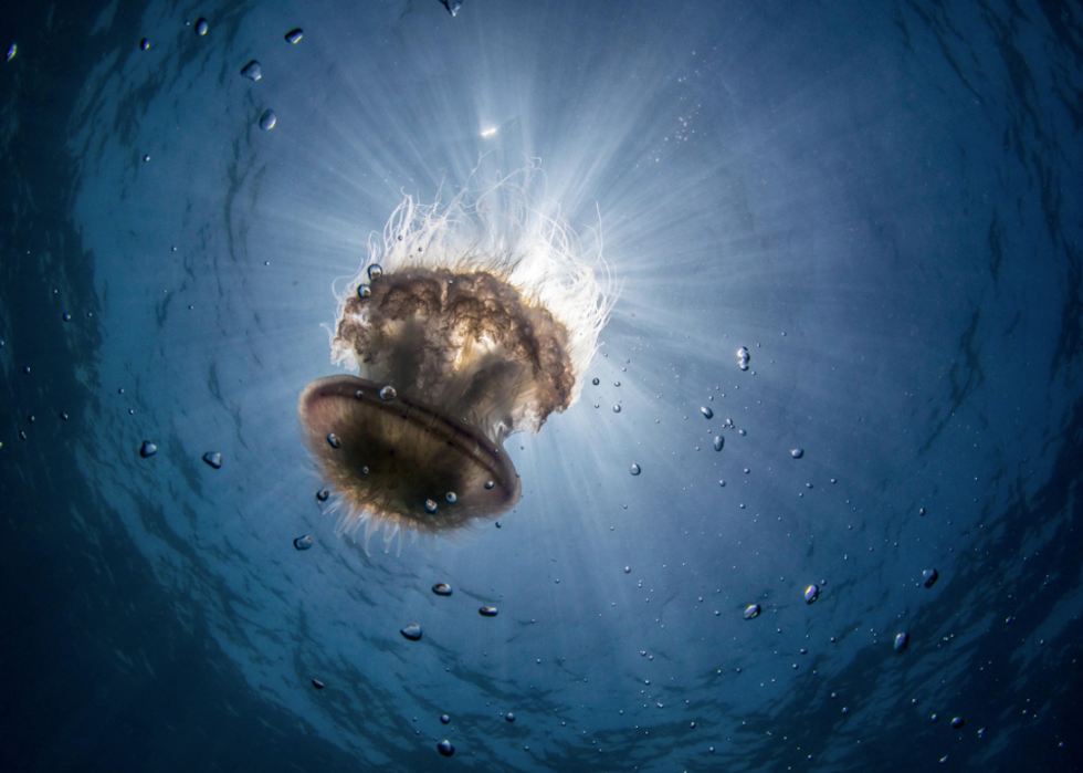 50 photos incroyables de nos océans 