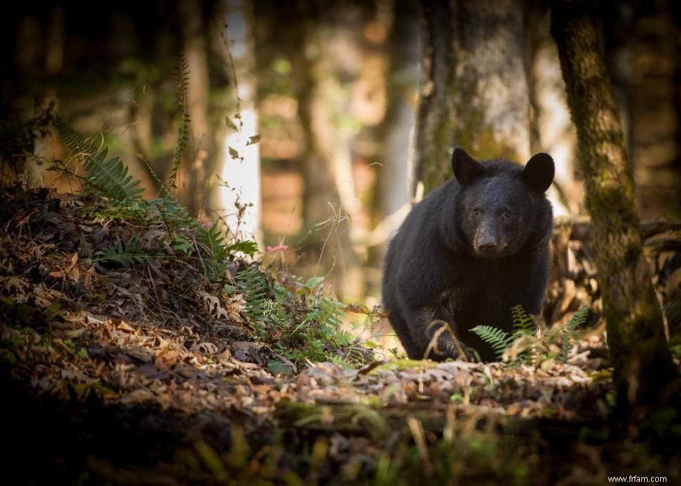 Les plus anciens parcs nationaux d Amérique 