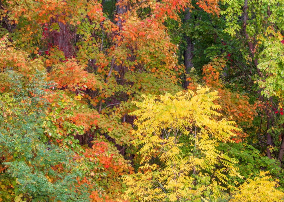 De superbes trajets d automne dans tous les états 