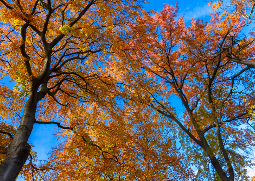 De superbes trajets d automne dans tous les états 