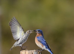 Recettes de suif maison et conseils d alimentation en suif pour les oiseaux 