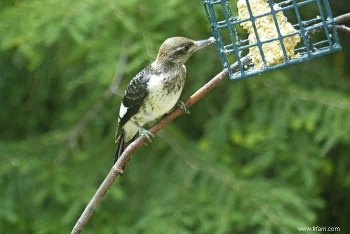 Recettes de suif maison et conseils d alimentation en suif pour les oiseaux 