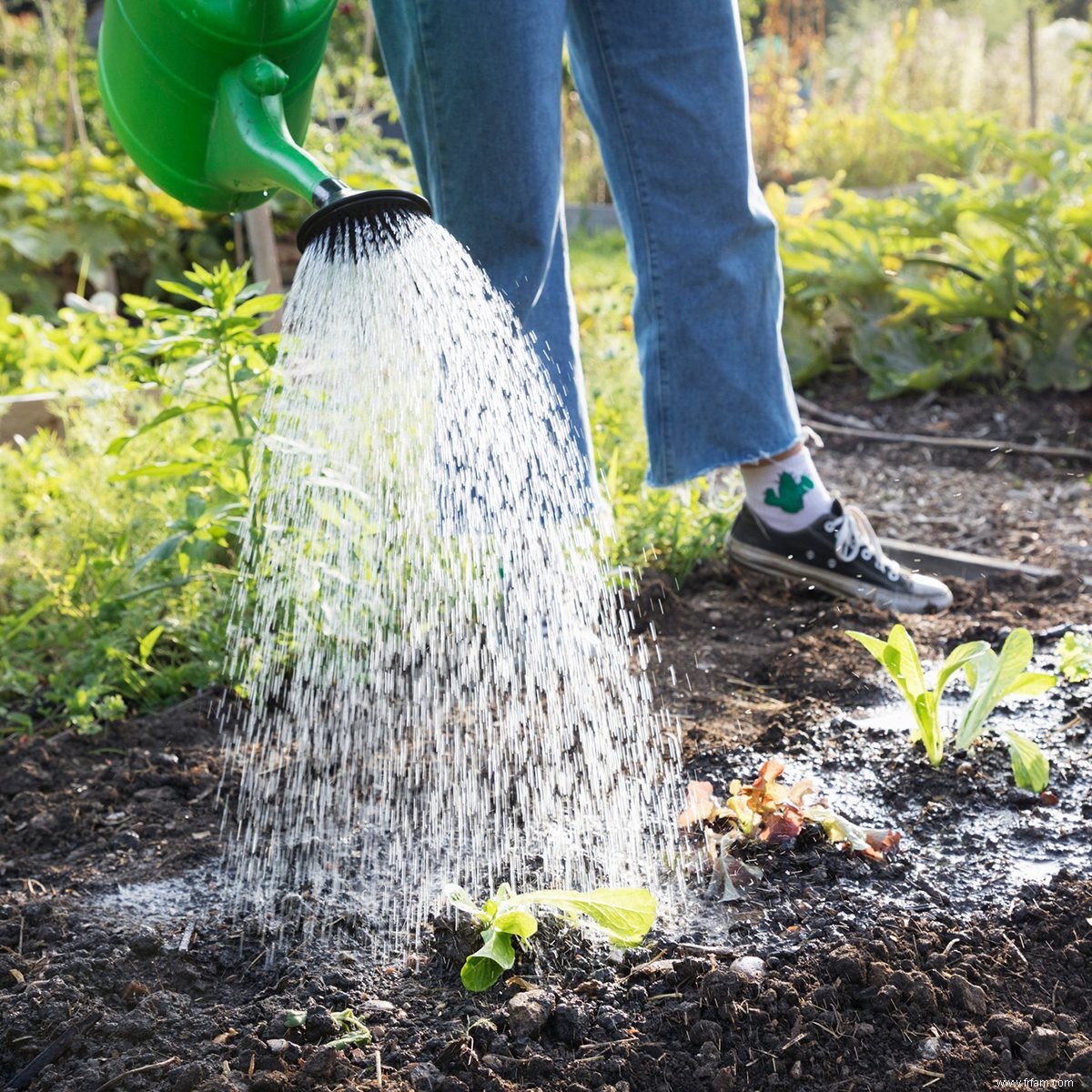 Qu est-ce qu un Jardin de la Victoire ? 