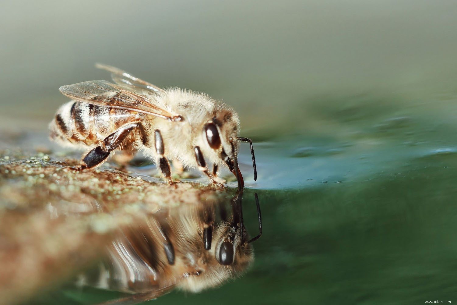 Comment faire une station d abreuvement des abeilles avec un bol de billes 