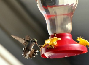 7 façons naturelles d éloigner les abeilles et les fourmis des mangeoires pour colibris 