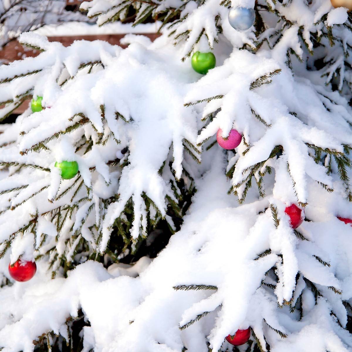 Comment protéger les arbustes de la neige abondante 