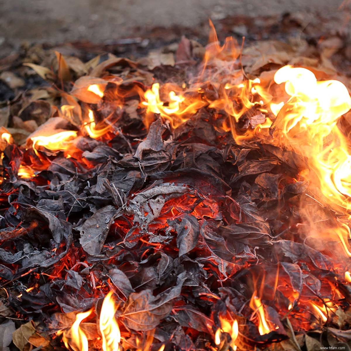 Voici pourquoi brûler des feuilles est une mauvaise idée 