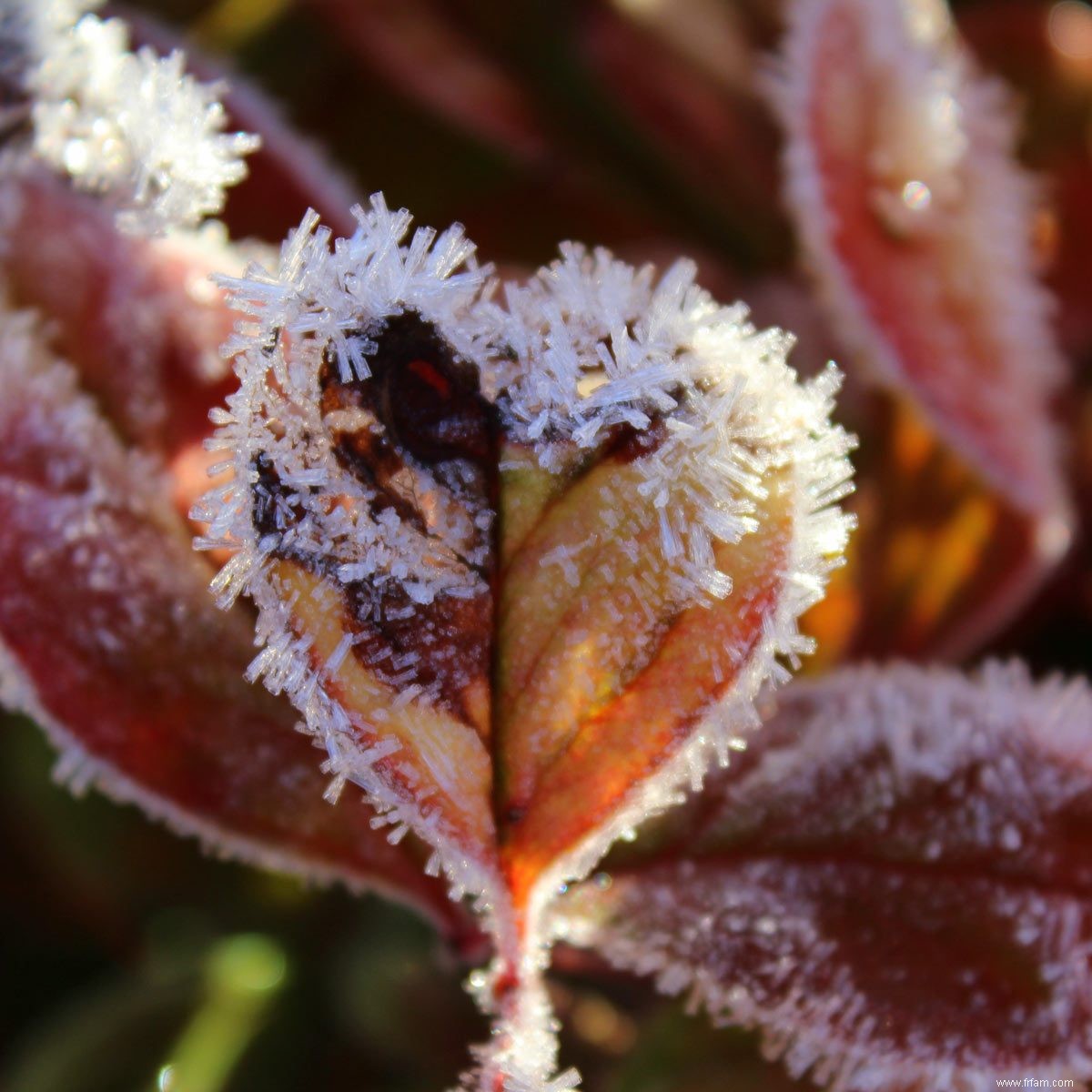 Protégez vos plantes du gel pendant une vague de froid 