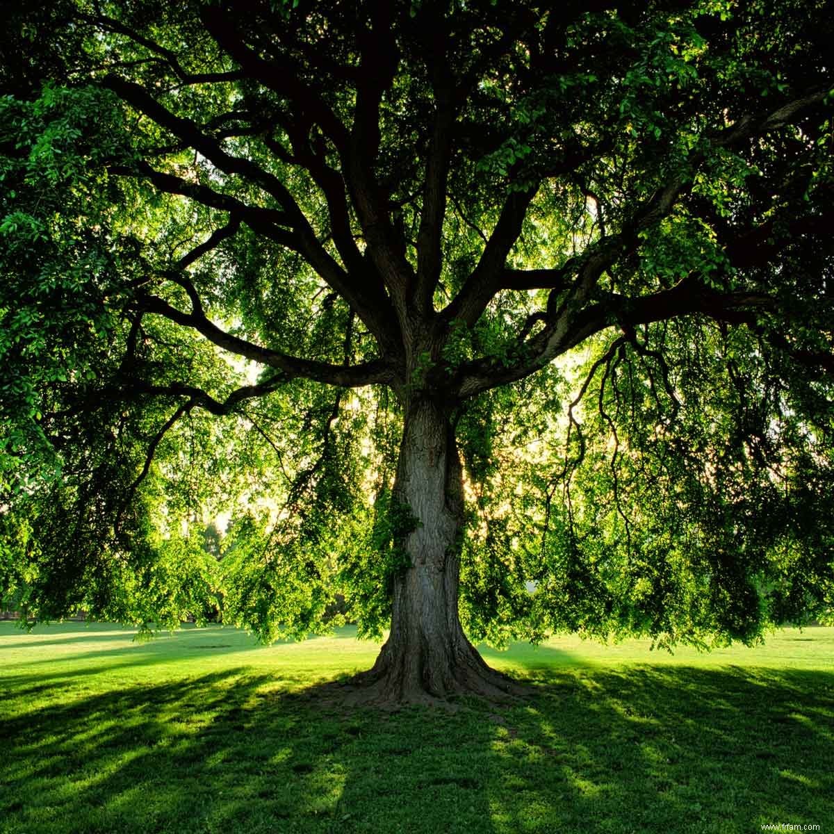 Quelle herbe pousse à l ombre et comment la cultiver ? 