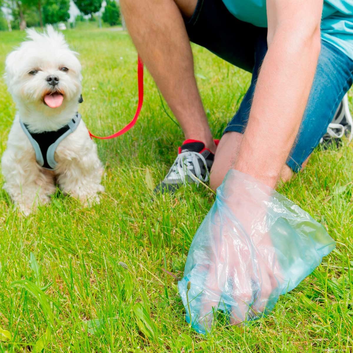 Faut-il ramasser les excréments de votre chien ? 