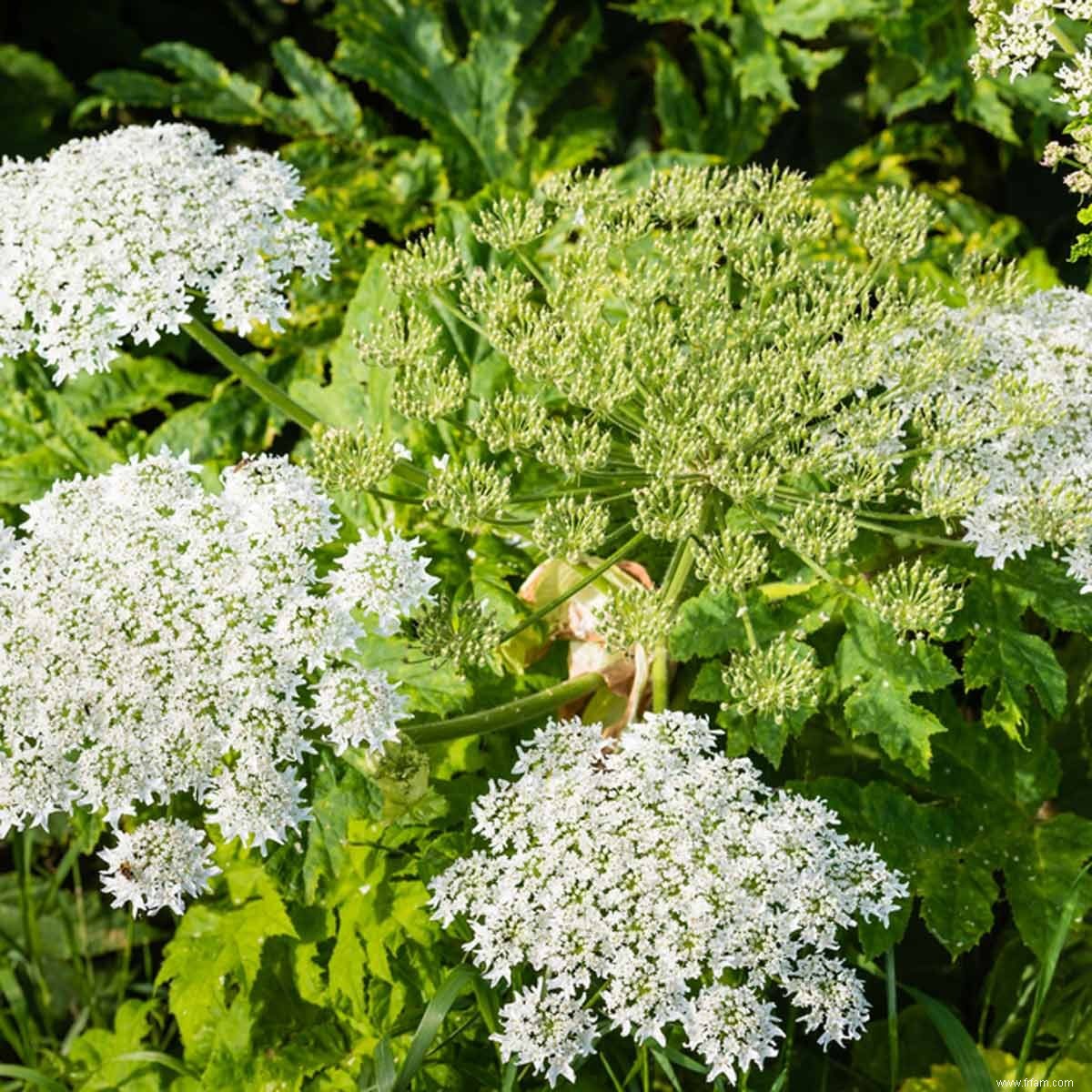 Cette plante est bien pire que l herbe à puce 