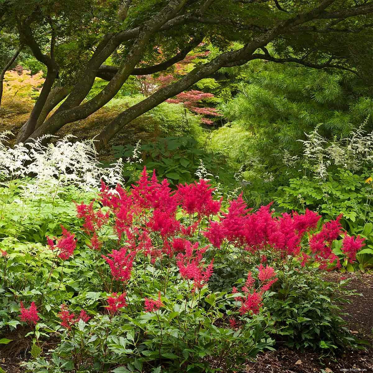 Plantes colorées tolérantes à l ombre 