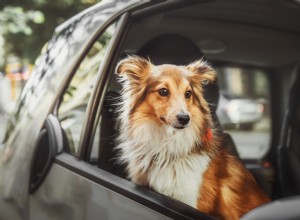 Devriez-vous boucler votre chien et les chiens ont-ils besoin de ceintures de sécurité ? 