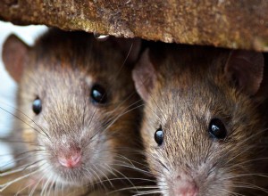 Pourquoi les souris rongent-elles les fils électriques ? 