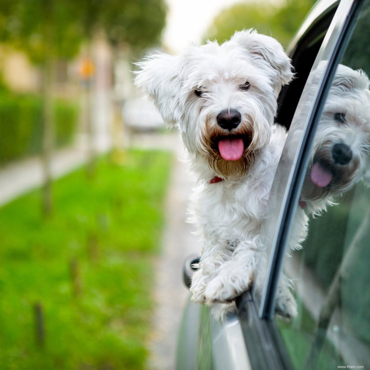 Pourquoi votre chien sort toujours la tête par la fenêtre de la voiture 