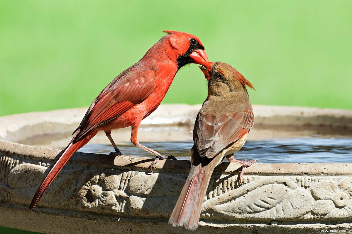 Conseils pour nettoyer un bain d oiseaux 