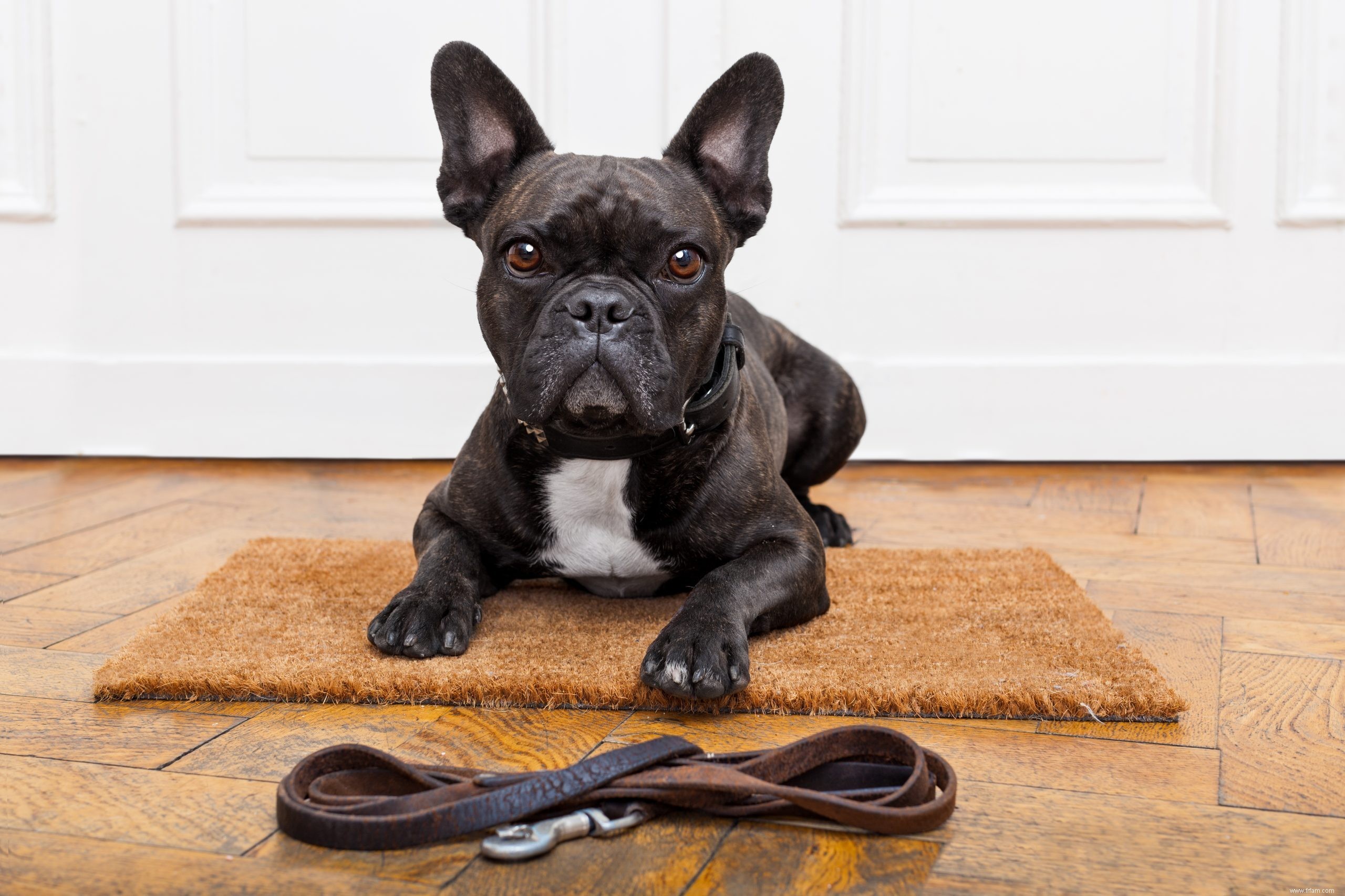 Si vous ne nettoyez pas la laisse de votre chien, cela vous convaincra de commencer 