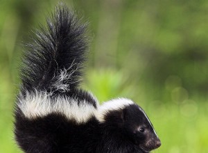 Comment se débarrasser de l odeur de mouffette 