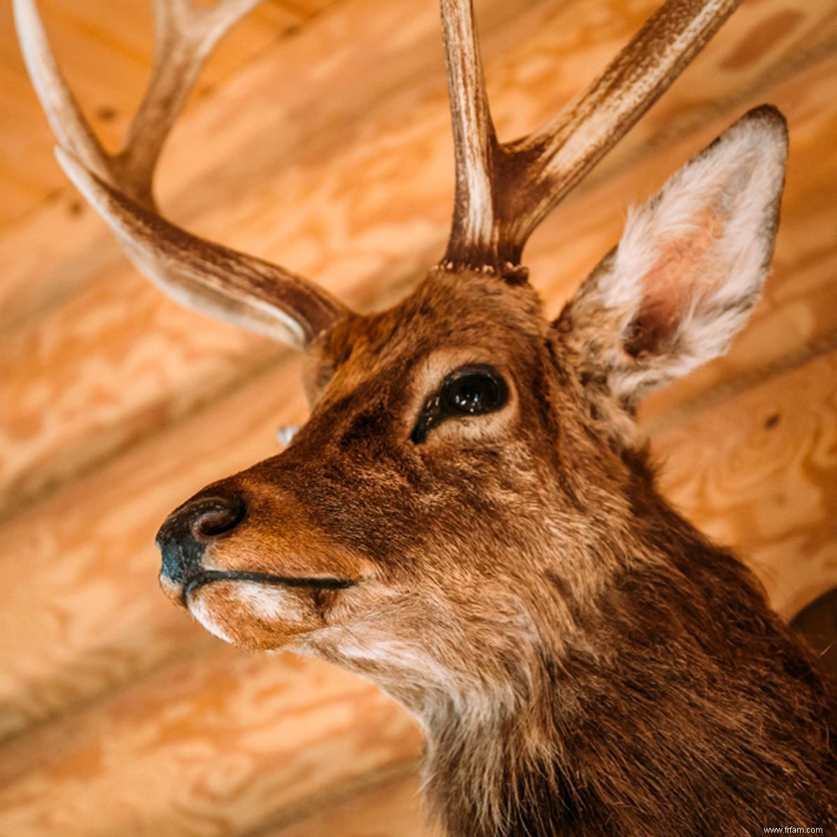 Comment prendre soin de vos montures de taxidermie 