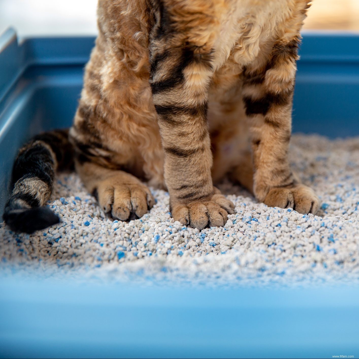 Comment empêcher votre chat de faire pipi à l extérieur du bac à litière 