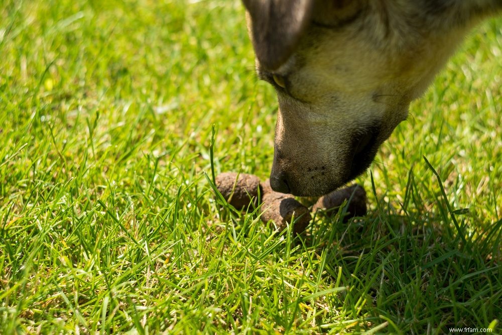 Voici pourquoi votre chien aime manger son caca 