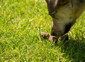 Voici pourquoi votre chien aime manger son caca 