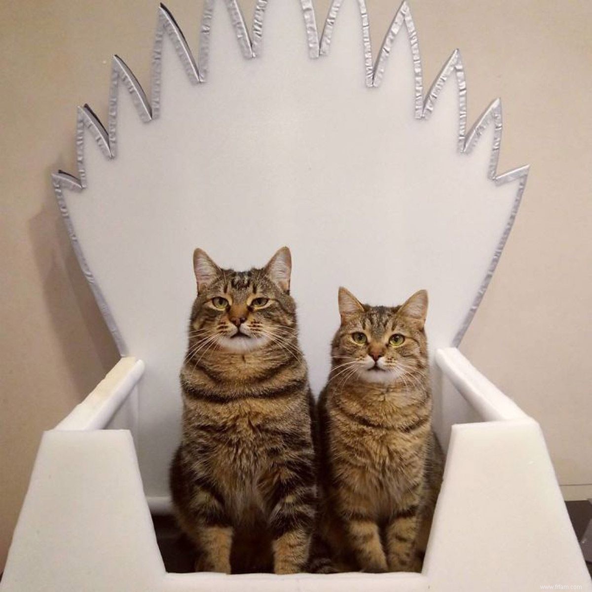 Laissez votre chat régner sur le trône de fer avec ces lits Game of Thrones 