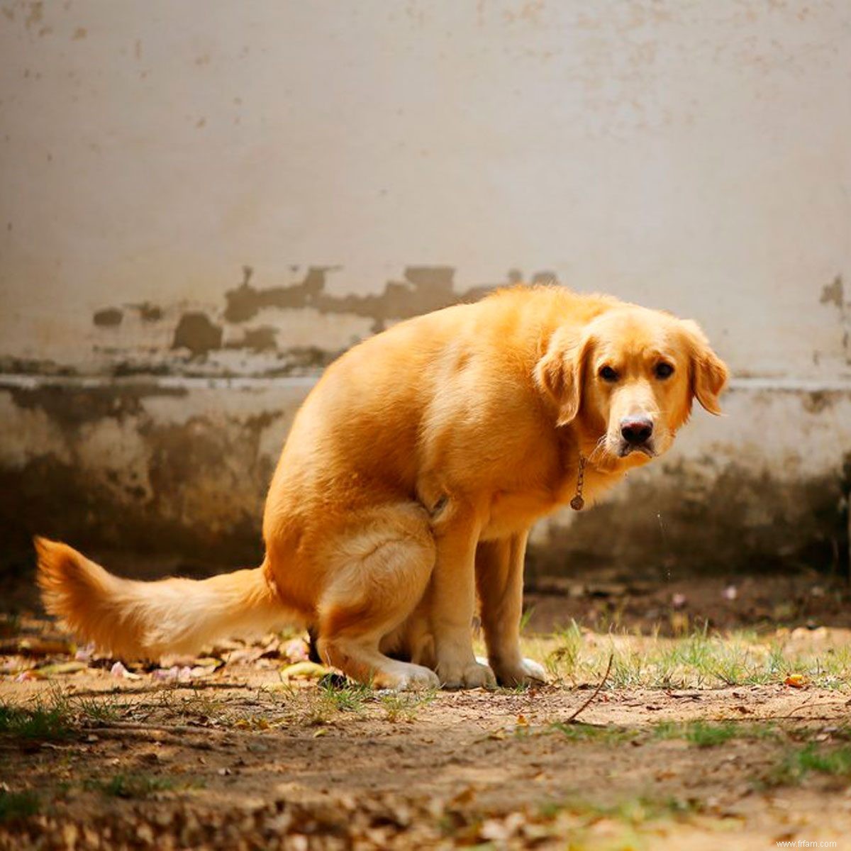 Voici pourquoi les chiens tournent avant de faire caca 