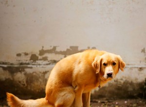 Voici pourquoi les chiens tournent avant de faire caca 