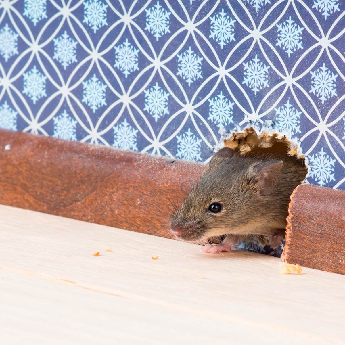 Si vous vivez dans une vieille maison, il pourrait y avoir des lames de rasoir dans vos murs 