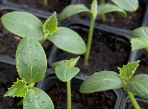 10 légumes que vous devriez commencer à l intérieur 