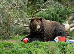 5 conseils de conservation des aliments pour les voyages de camping 