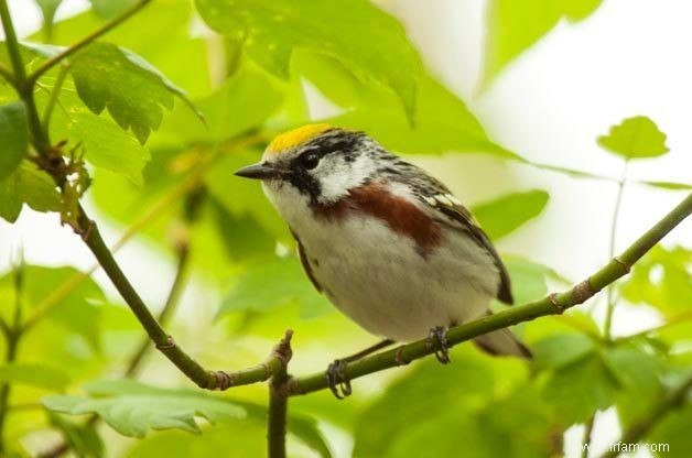 Comment prévenir les impacts d oiseaux sur Windows 