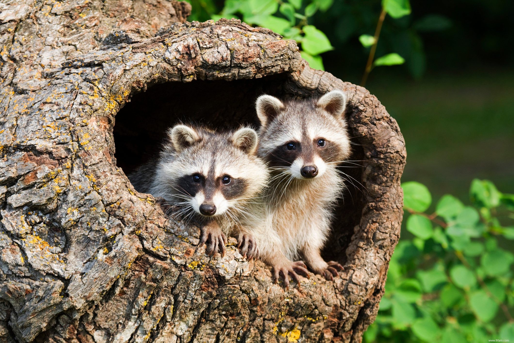 9 types de bois de chauffage à ne pas brûler 