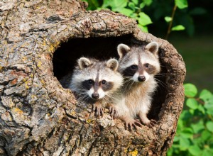 9 types de bois de chauffage à ne pas brûler 