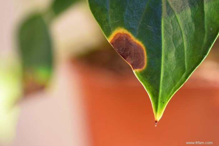 Si les feuilles de vos plantes ont des pointes brunes, voici ce que cela signifie 