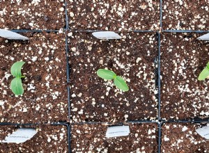 Comment jardiner avec du terreau de perlite 