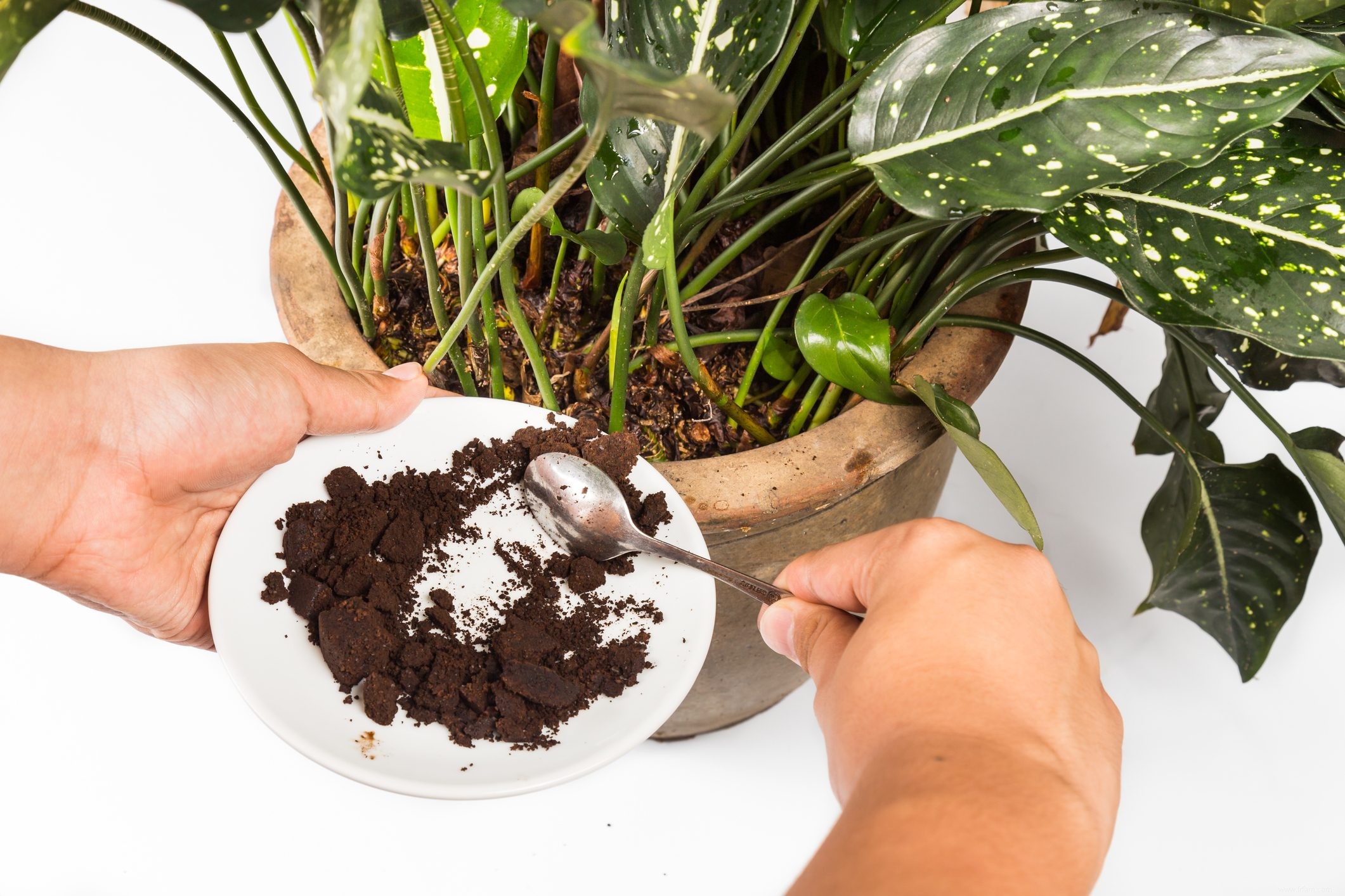 Faut-il utiliser du marc de café dans le jardin ? 