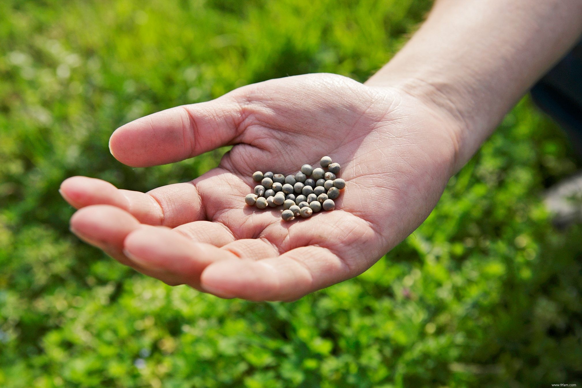 Comment conserver les graines du jardin 