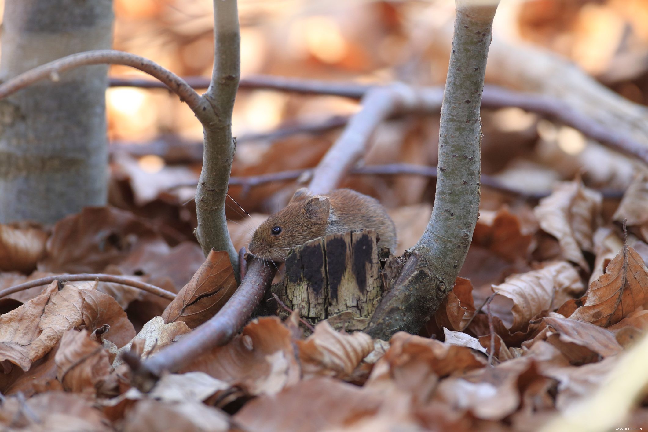 Comment préparer votre jardin pour l hiver 