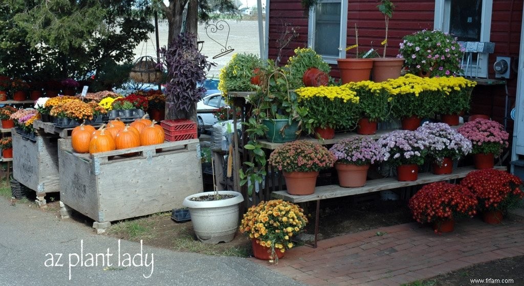 Gardez votre jardin en bon état avec des annuelles à floraison automnale 