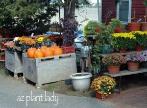 Gardez votre jardin en bon état avec des annuelles à floraison automnale 