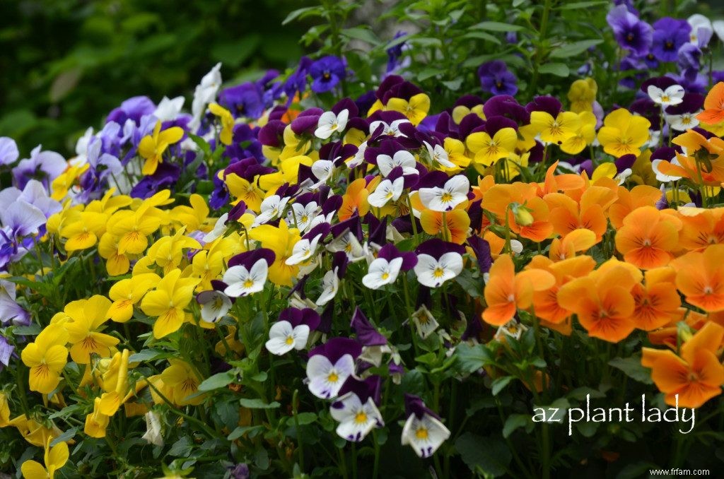 Gardez votre jardin en bon état avec des annuelles à floraison automnale 